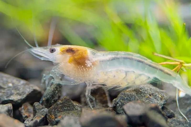 White Pearl Garnele - Neocaridina palmataim Aquarium